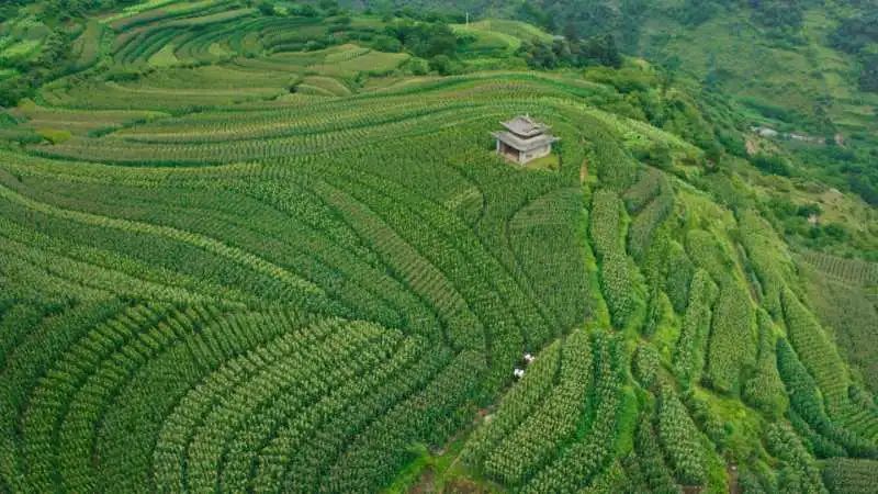 阿嘎村发展规划揭秘，塑造新时代的乡村典范典范之路